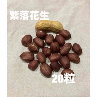 紫落花生　種　20粒(野菜)