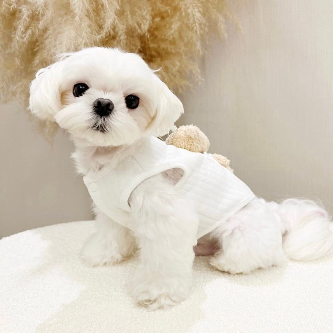 犬服　ペット服　ドッグウェア  可愛い　オシャレ　犬用品　ハーネス その他のペット用品(犬)の商品写真