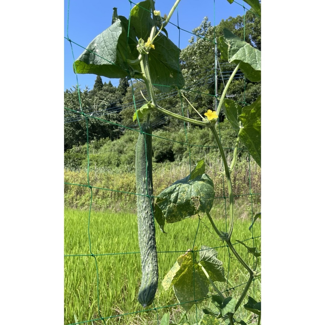 四葉胡瓜（固定種）種子10粒と白はぐら瓜（固定種）種子30粒無農薬無化学肥料栽培 食品/飲料/酒の食品(野菜)の商品写真