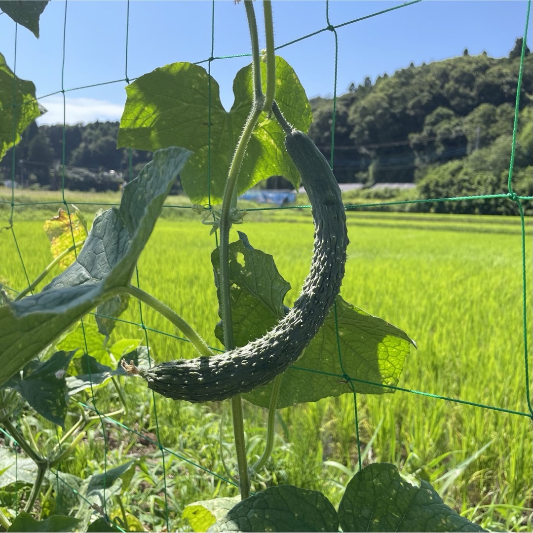 四葉胡瓜（固定種）種子10粒と白はぐら瓜（固定種）種子30粒無農薬無化学肥料栽培 食品/飲料/酒の食品(野菜)の商品写真