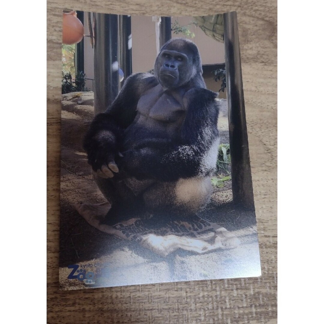 未使用　京都市動物園　ポストカード4枚 エンタメ/ホビーのコレクション(使用済み切手/官製はがき)の商品写真