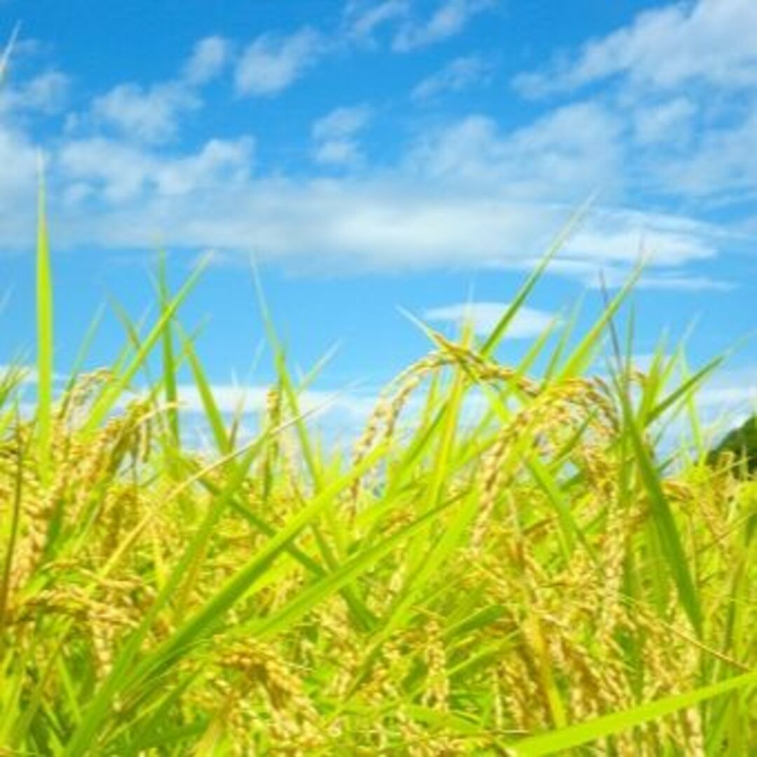 【令和5年度新米】無農薬福井県産１級コシヒカリ 30kg 玄米 エコファーマー認 令和5年度新米】無農薬福井県産1級コシヒカリ 30kg 玄米 エコ