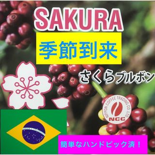 季節到来さくらブルボン！1kgコーヒー生豆！焙煎してません！簡単ハンドピック済(コーヒー)