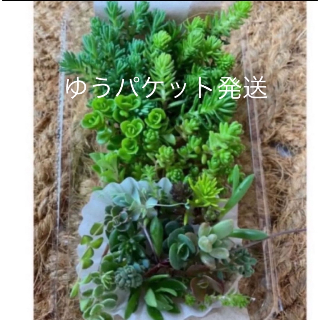 簡単に増えます。4品種　各10カット＋おまけ15種類　多肉植物　セダム　ゆうパ送 ハンドメイドのフラワー/ガーデン(その他)の商品写真