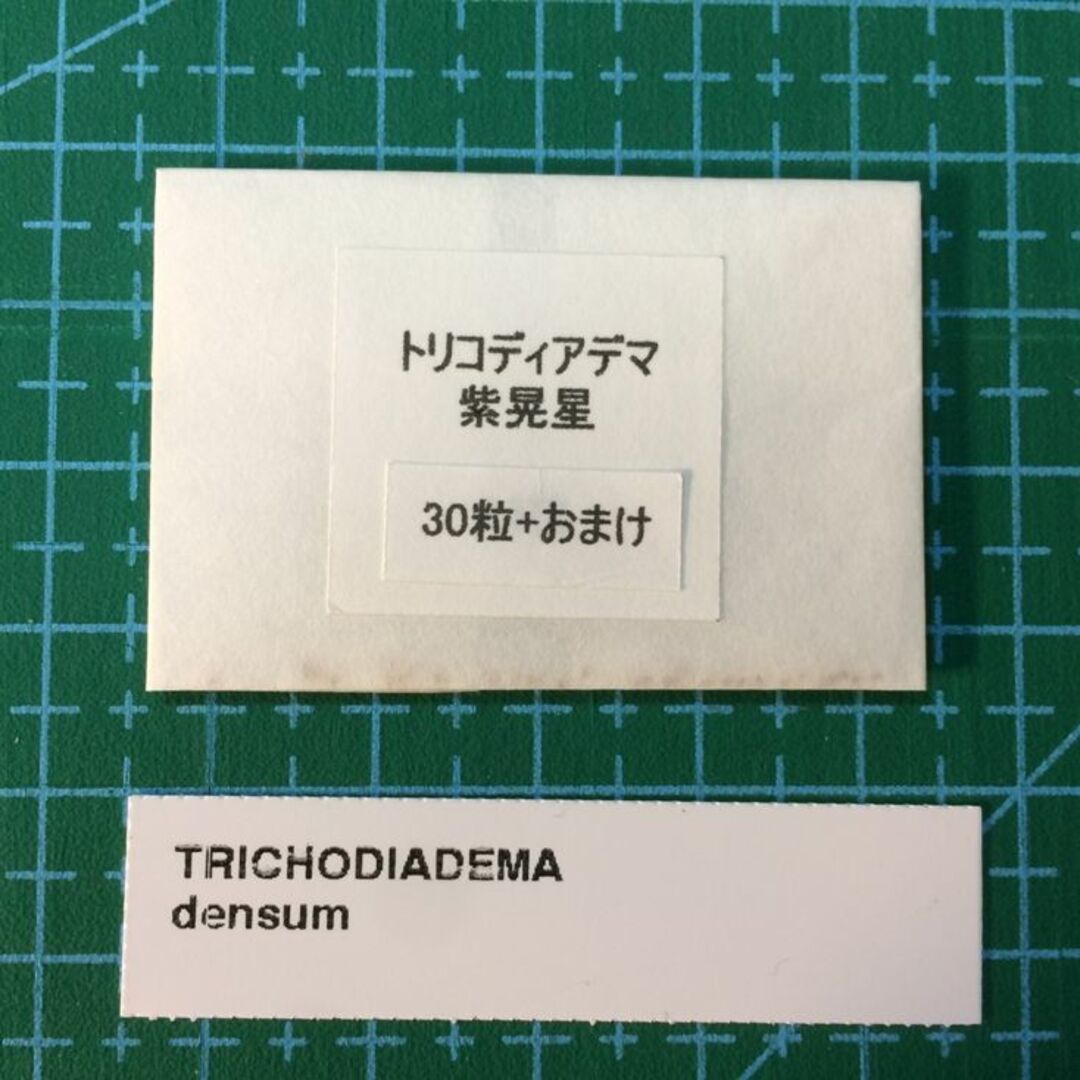 トリコディアデマ 紫晃星 デンサム 種子30粒 タネ 多肉植物 種 塊根メセン インテリア/住まい/日用品のインテリア/住まい/日用品 その他(その他)の商品写真