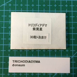 トリコディアデマ 紫晃星 デンサム 種子30粒 タネ 多肉植物 種 塊根メセン(その他)