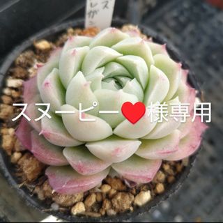 多肉植物☆スヌーピー♥様専用☆可愛い多肉♡(その他)