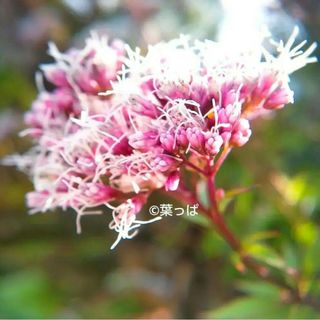 花の種 フジバカマ100粒以上 多年草 秋の七草 良い香り(その他)