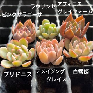 ★多肉植物★チビ苗セット★韓国苗入り★カット苗★(その他)