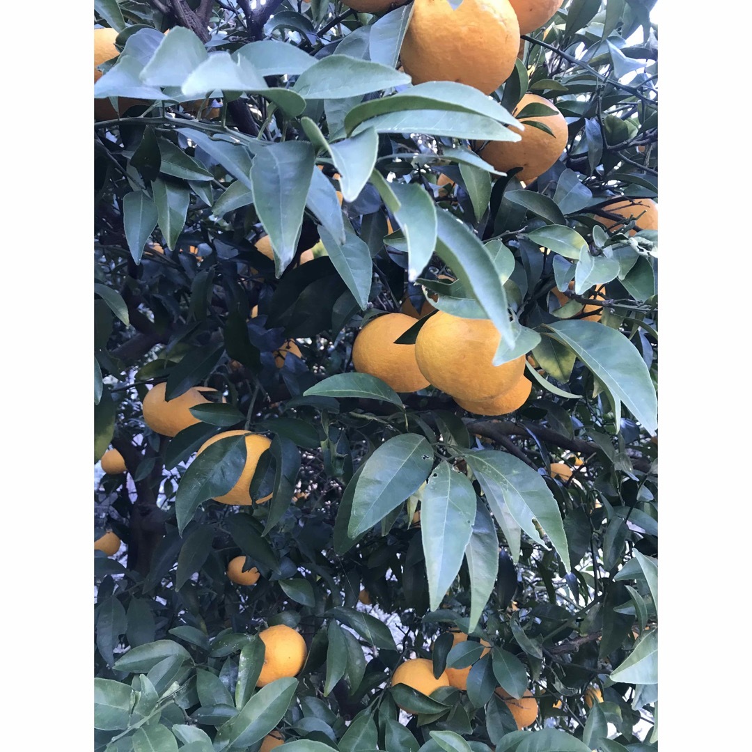無農薬　夏みかん　夏ミカン　柑橘　柑橘類　果物　くだもの 食品/飲料/酒の食品(フルーツ)の商品写真