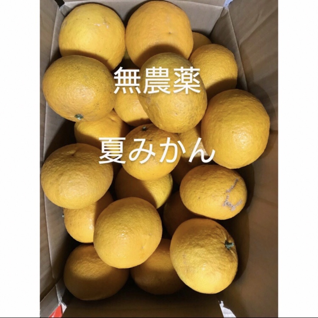 無農薬　夏みかん　夏ミカン　柑橘　柑橘類　果物　くだもの 食品/飲料/酒の食品(フルーツ)の商品写真