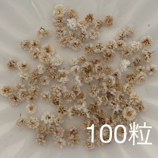 ブラウン系 かすみ草ドライフラワー100粒(ドライフラワー)