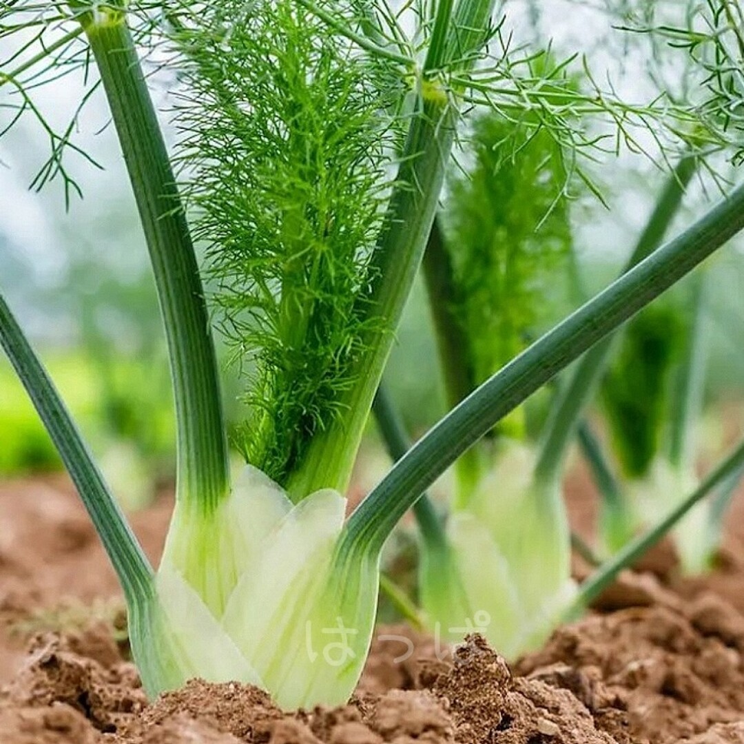 全部食べられる多年草野菜 フローレンス・フェンネル50粒  ハーブの種 ハンドメイドのフラワー/ガーデン(その他)の商品写真