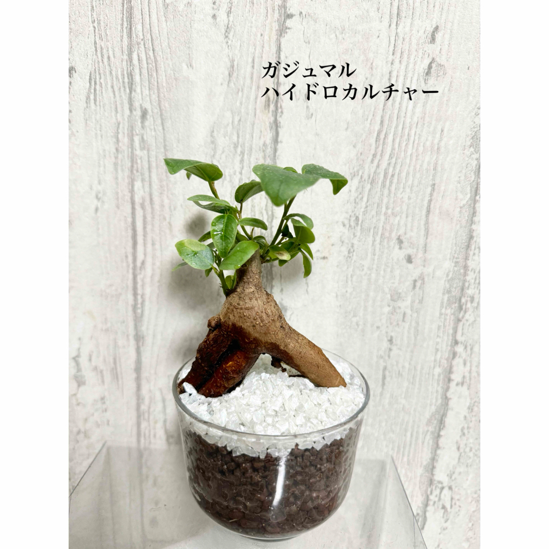 ガジュマル　観葉植物　ハイドロカルチャー ハンドメイドのフラワー/ガーデン(ドライフラワー)の商品写真