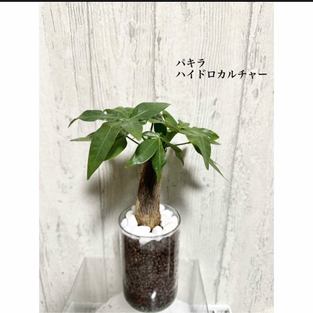 ガジュマル　観葉植物　ハイドロカルチャー ハンドメイドのフラワー/ガーデン(ドライフラワー)の商品写真