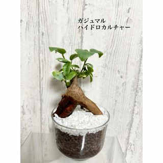 ガジュマル　観葉植物　ハイドロカルチャー(ドライフラワー)