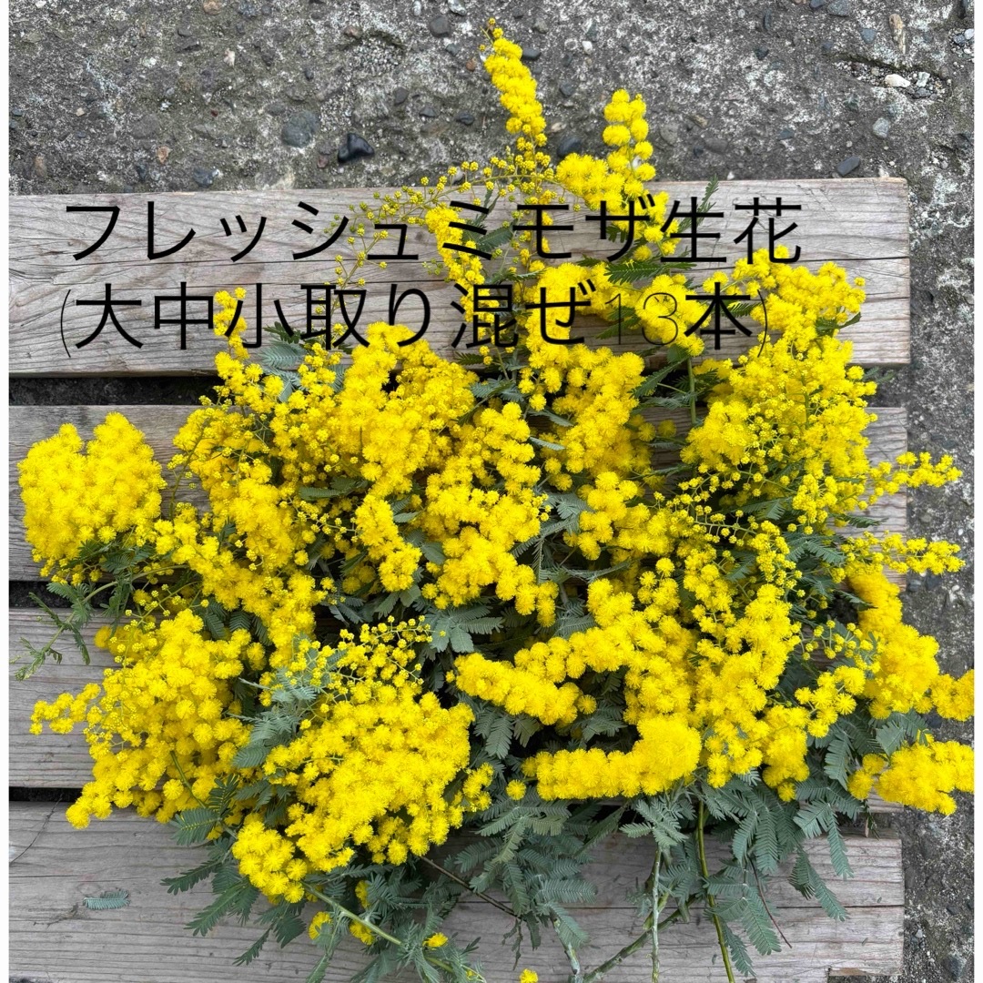 フレッシュミモザ生花 ハンドメイドのフラワー/ガーデン(ドライフラワー)の商品写真