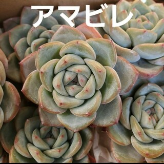 ずっしり♡多肉植物 アマビレ カット苗  1つ(その他)
