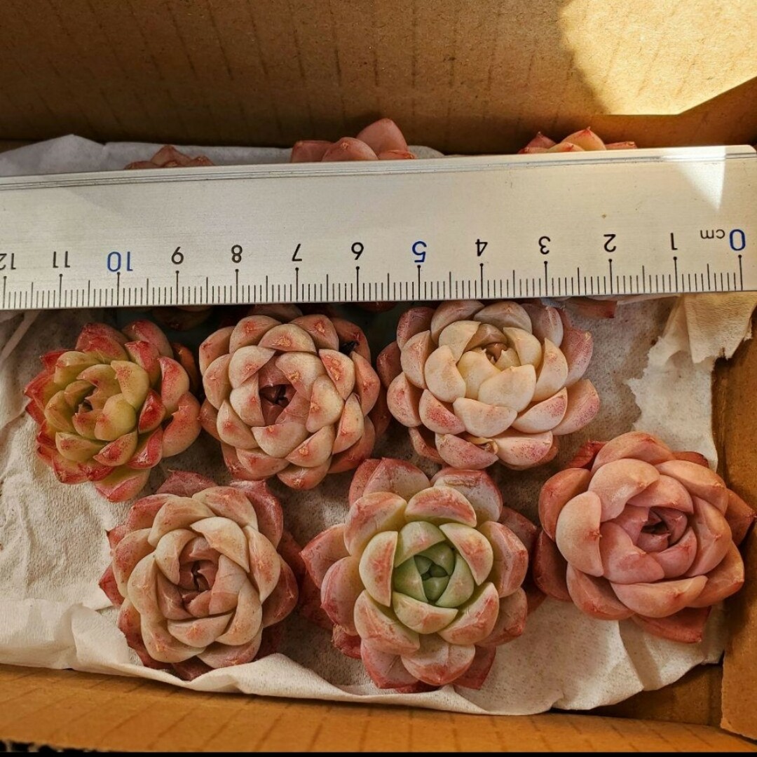 多肉植物 クイーンローズhyb カット苗 1つの通販 by WHO shop 多肉植物 クイーンローズhyb カット苗 1つの通販 by WHO shop