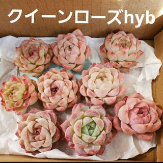 多肉植物 クイーンローズhyb カット苗 1つの通販 by WHO shop 多肉植物 クイーンローズhyb カット苗 1つの通販 by WHO shop