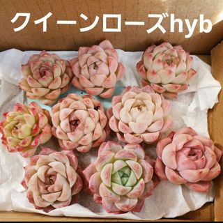 多肉植物 クイーンローズhyb カット苗 1つ(その他)