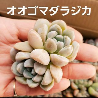 多肉植物 オオゴマダラジカ カット苗 1つ(その他)