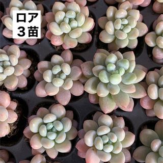 多肉植物　ロア　３苗　⭐︎残り形不揃いの為値下げ⭐︎(その他)