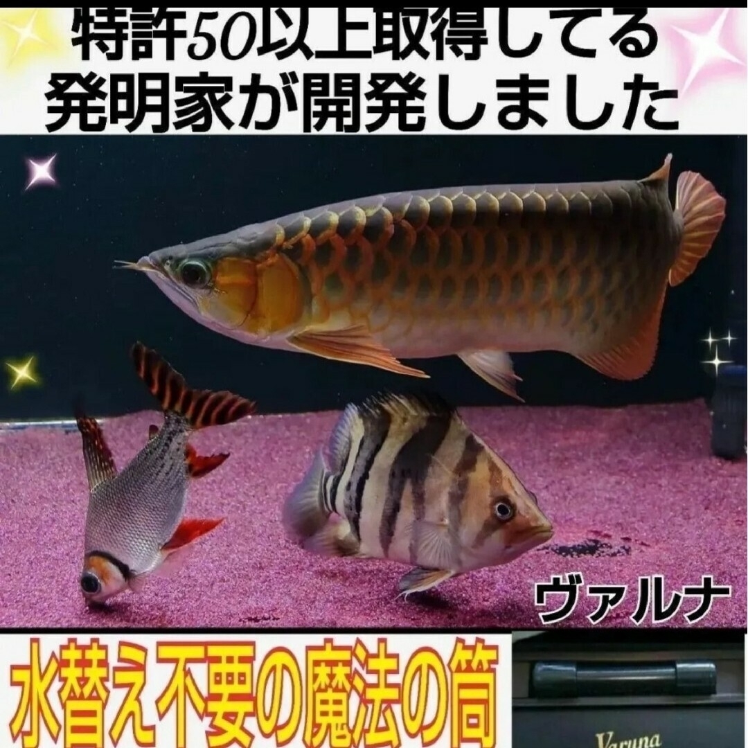 水槽の水が綺麗になります【ヴァルナミニ23㎝】水槽に入れるだけ 水槽の水が綺麗になります【ヴァルナミニ23㎝】水槽に入れるだけ