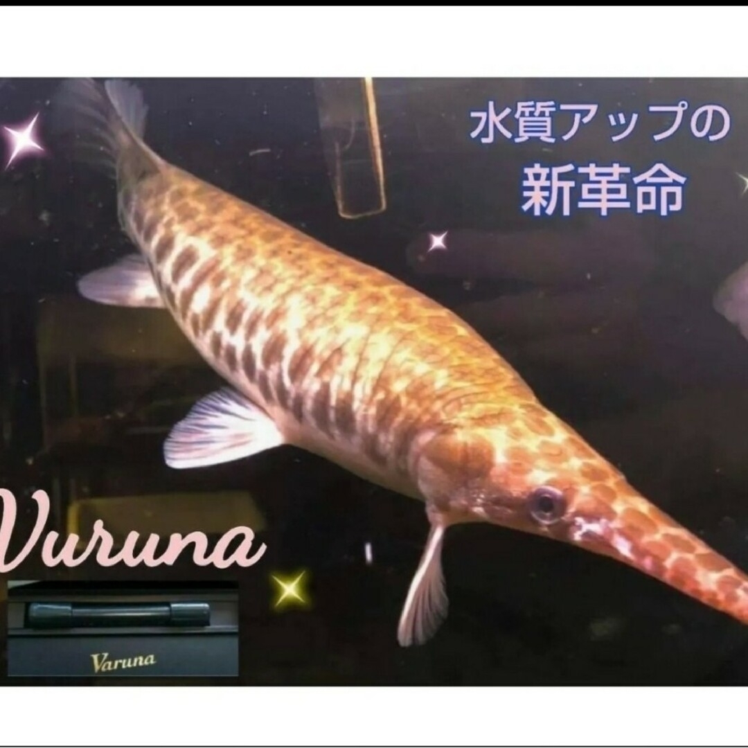 水槽の水が綺麗になります【ヴァルナミニ23㎝】水槽に入れるだけ 水槽の水が綺麗になります【ヴァルナミニ23㎝】水槽に入れるだけ