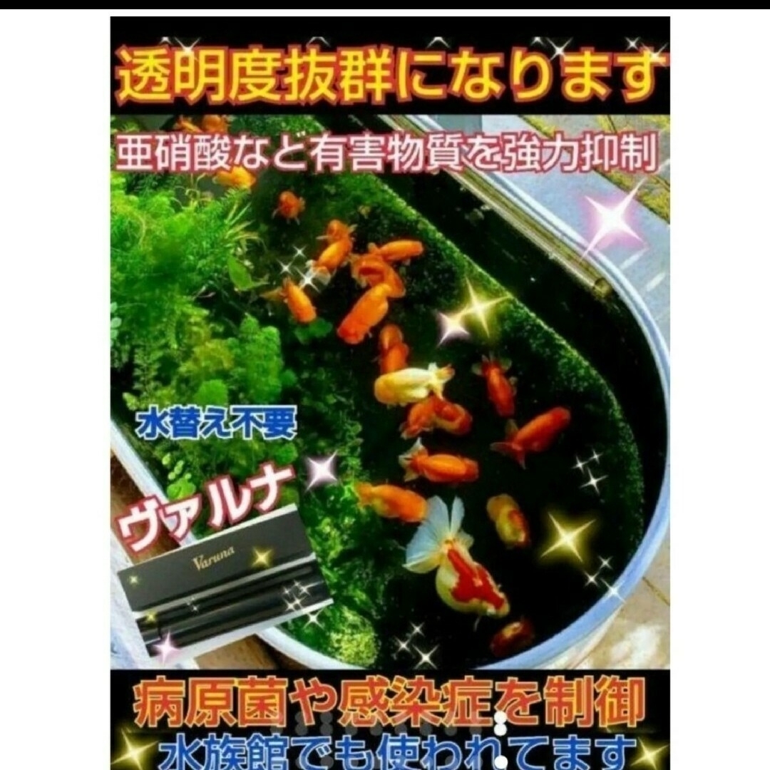 水槽の水が綺麗になります【ヴァルナミニ23㎝】水槽に入れるだけ 水槽の水が綺麗になります【ヴァルナミニ23㎝】水槽に入れるだけ