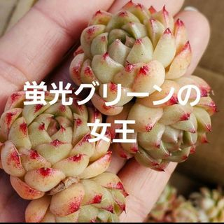 多肉植物♡蛍光グリーンの女王♡群生 双頭♡カット苗 1つ(その他)