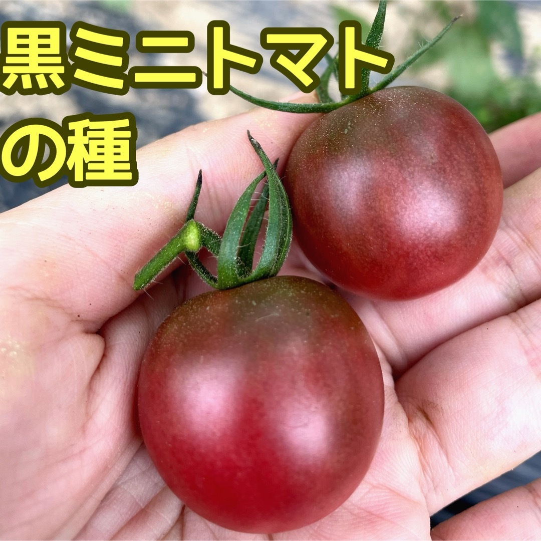 黒ミニトマト(ブラックチェリートマト)の種 10粒 食品/飲料/酒の食品(野菜)の商品写真