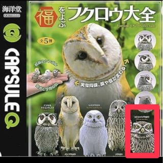 福をよぶ　フクロウ大全　コキンメフクロウ