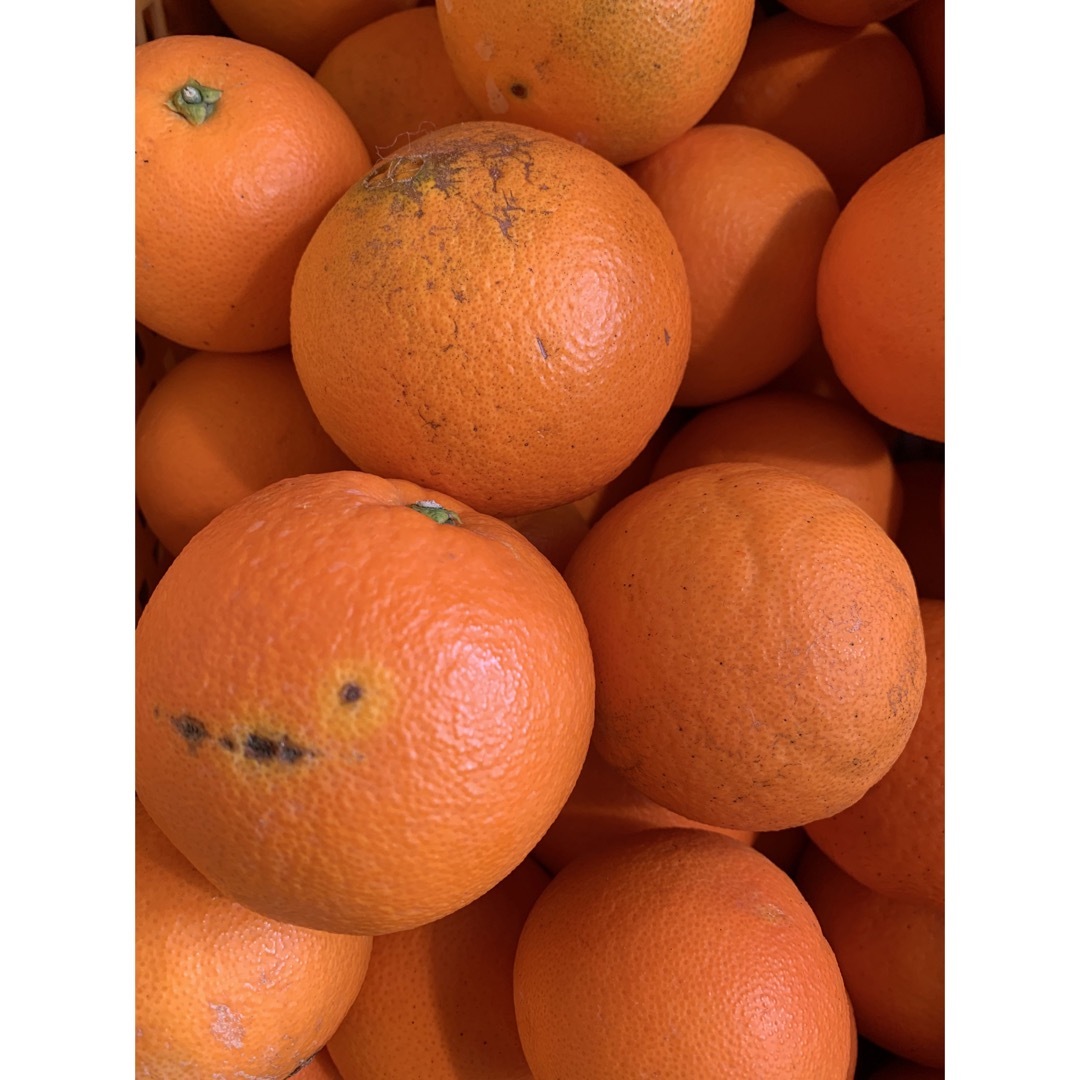 ネーブルオレンジ　2.5キロ　ラスト 食品/飲料/酒の食品(フルーツ)の商品写真