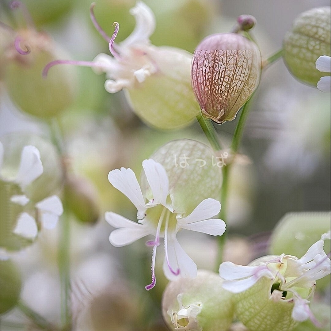 【増量中】花の種 可愛い＆食べられるハーブ❁  80粒 ハンドメイドのフラワー/ガーデン(その他)の商品写真