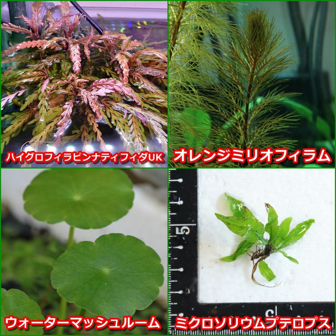 水草セット12種 「水中葉10種+水上葉2種」 無農薬 その他のペット用品(アクアリウム)の商品写真
