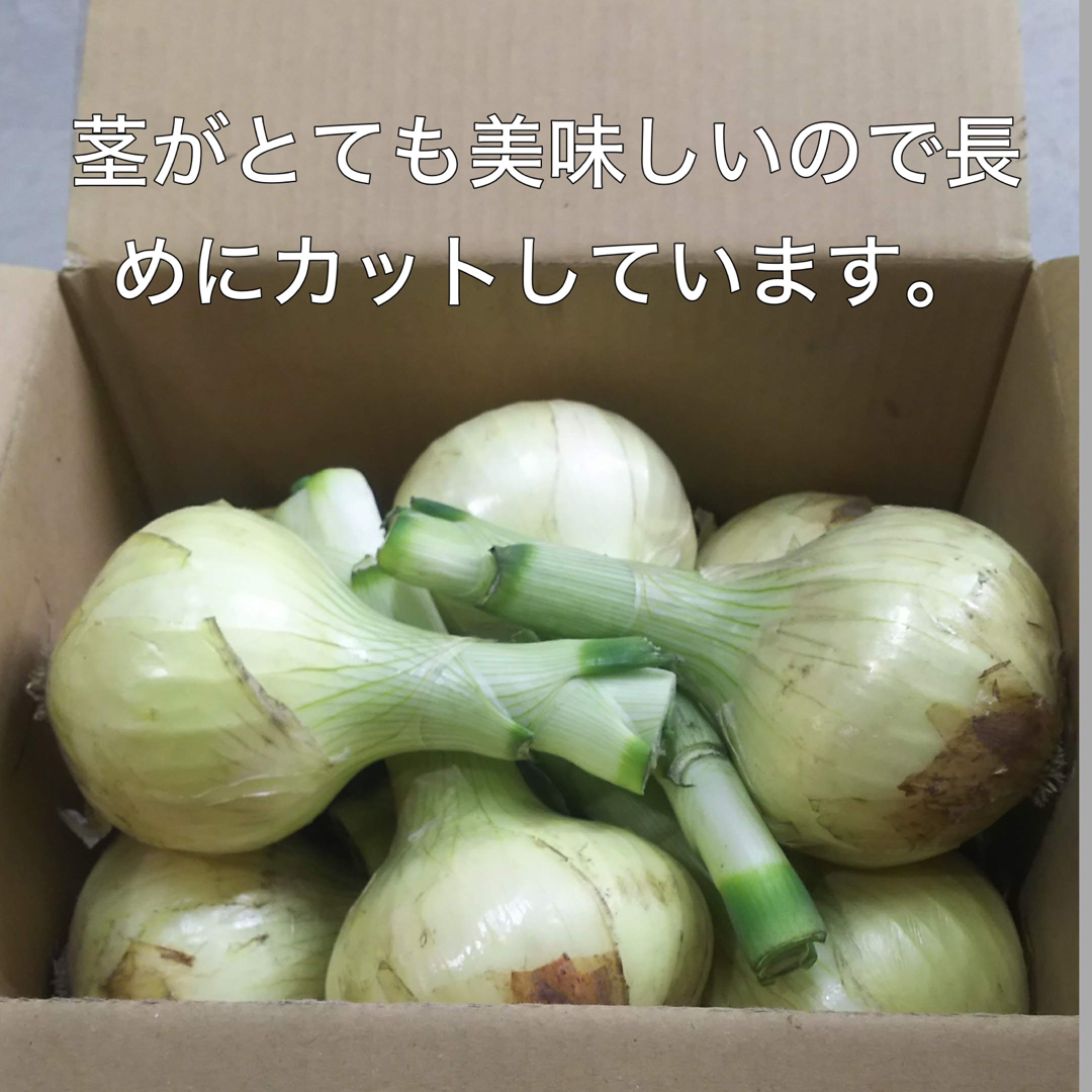 淡路島産新玉ねぎ 茎付き 3kg スーパーアップ 極早生 美味しい！夢玉 食品/飲料/酒の食品(野菜)の商品写真