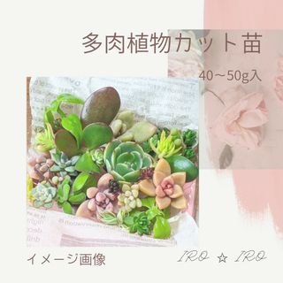 多肉植物　カット苗セット(その他)