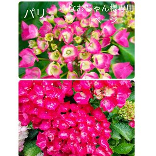 紫陽花パリ根付き一本＋ニゲラの種orポリナゴムの種‥予約頂いたなおちゃん様のみ(プランター)