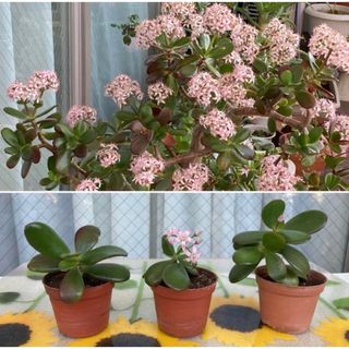 🌷❷ 毎年花咲く親木の　根付き苗　挿し木用の苗　金のなる木(プランター)