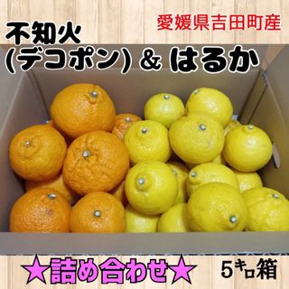 愛媛県産★柑橘 詰め合わせ★不知火(デコポン)＆はるか 家庭用5キロ箱(フルーツ)