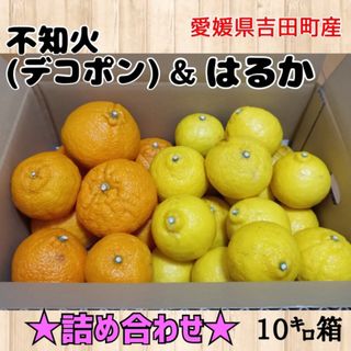 愛媛県産★詰め合わせ★柑橘 不知火(デコポン)＆はるか 家庭用10キロ箱(フルーツ)