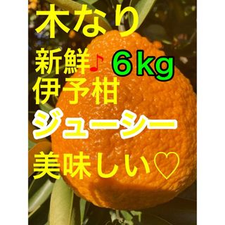 ⭐️木なり、新鮮！美味しくなり！ジューシー、新鮮、いよかん♡伊予柑♪６kg(フルーツ)