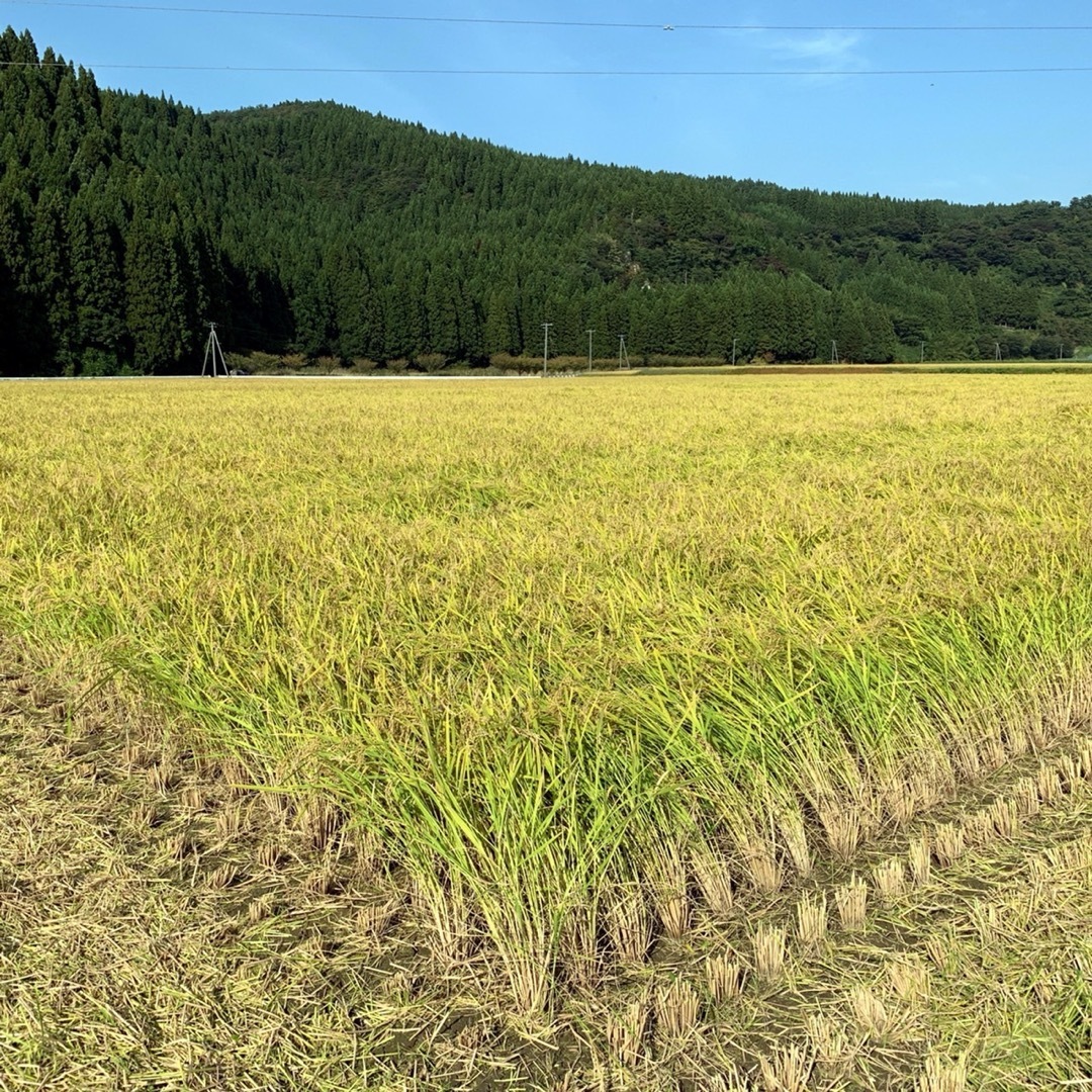 令和５年産 秋田県産 【特別栽培米】 あきたこまち３kg 無洗米も対応 食品/飲料/酒の食品(米/穀物)の商品写真