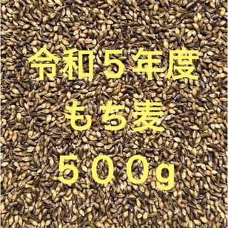 令和５年度産もち麦（ダイシモチ）500g(米/穀物)