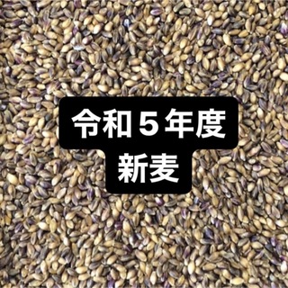 令和５年度産もち麦（ダイシモチ）900g(米/穀物)
