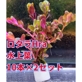 ろ材リング付き ロタラHra 10本×2セット(アクアリウム)