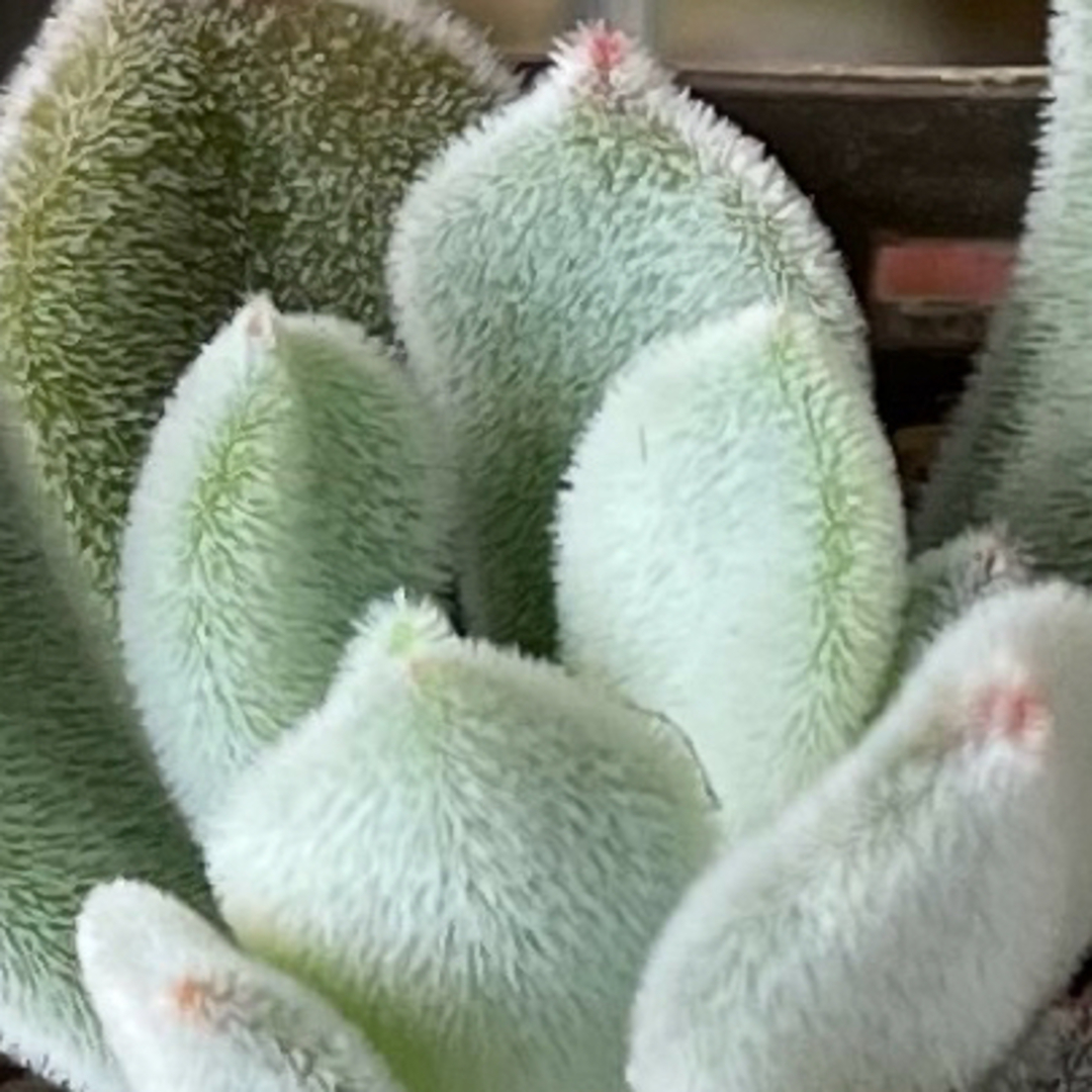 おまとめ中!多肉植物^o^ プルビナータ フロスティ おまとめ中!多肉植物^o^ プルビナータ フロスティ