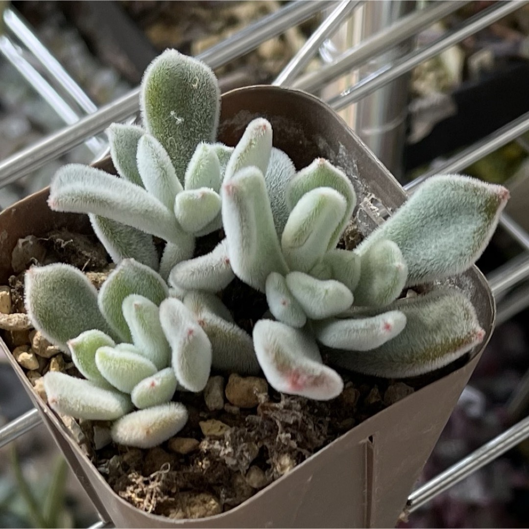 おまとめ中!多肉植物^o^ プルビナータ フロスティ おまとめ中!多肉植物^o^ プルビナータ フロスティ
