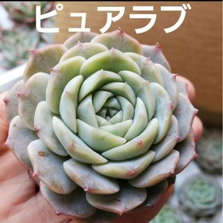 しっかりサイズ 多肉植物  ピュアラブ カット苗  1つ(その他)